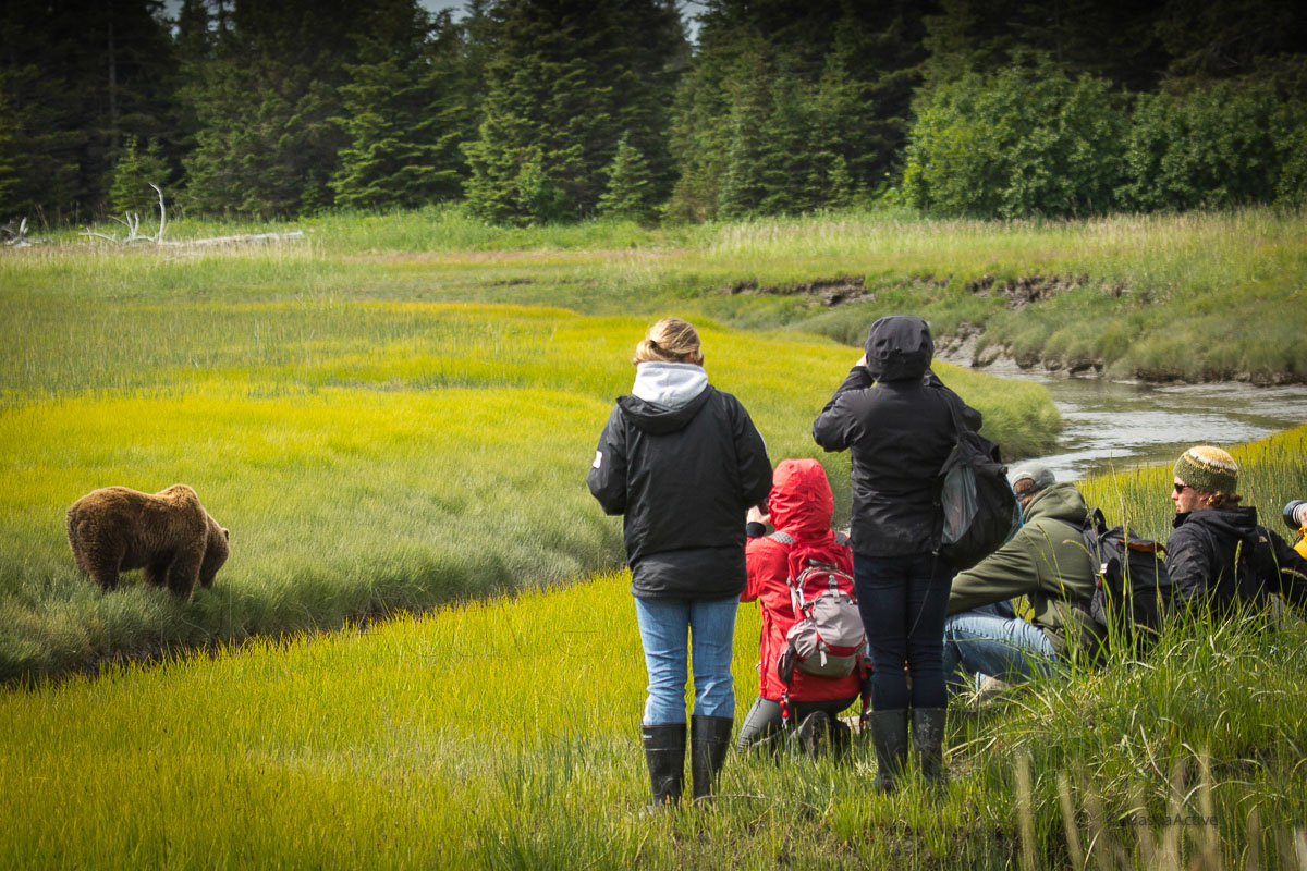 Wildlife Observation